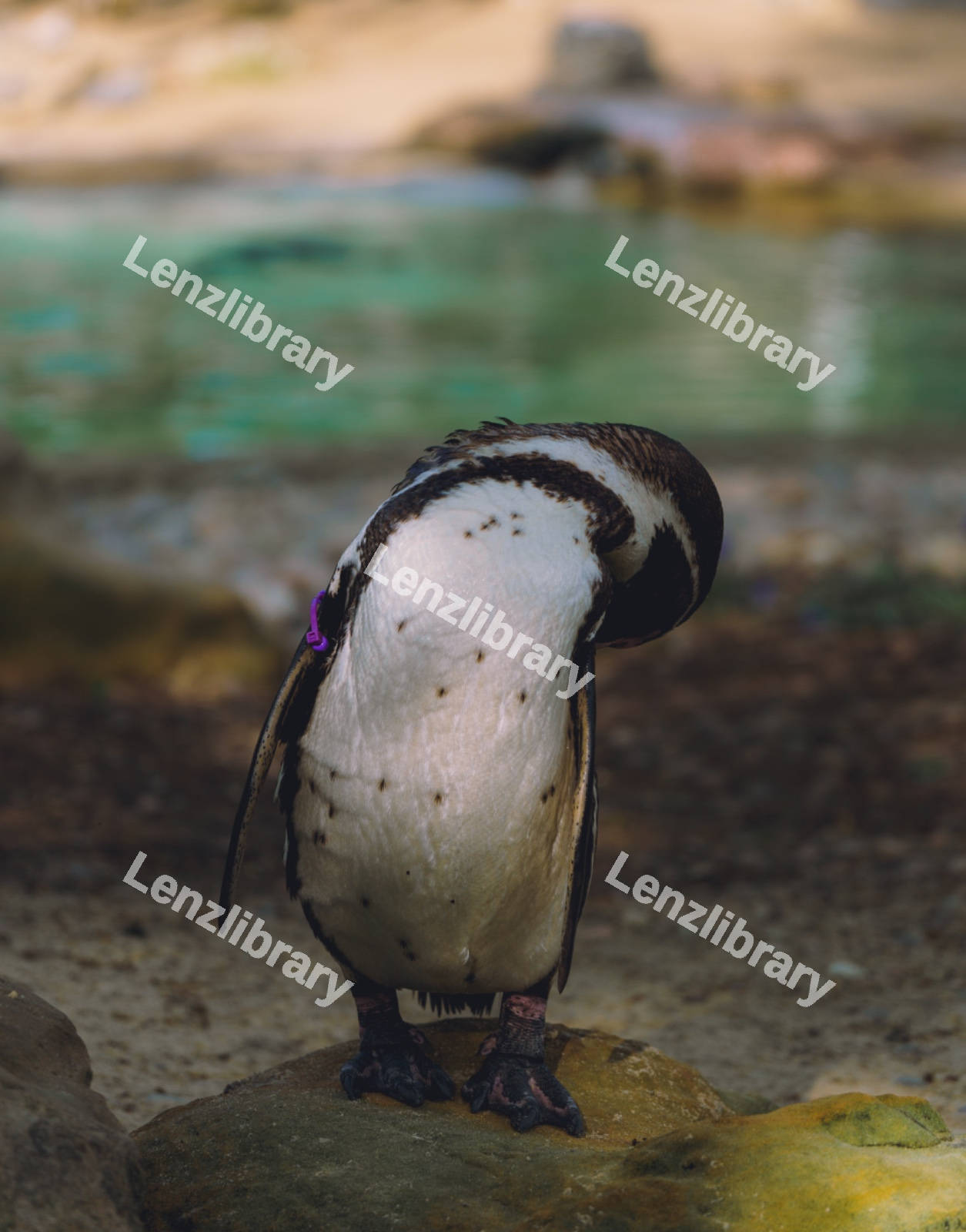 A Penguin Grooming